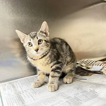 Atsu -  Domestic Short Hair Cat for Adoption in Auburn, Alabama - Atsu | PetCurious