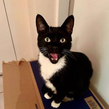 Rescue Domestic Short Hair Cats for Adoption in Santa Fe, New Mexico - Jonesy [Permanent Foster] | PetCurious