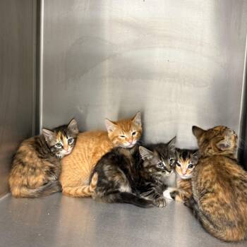 Rainbow Dash -  Domestic Medium Hair Cat for Adoption in Kent, Washington - Rainbow Dash | PetCurious