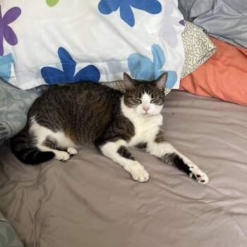 Rescue Domestic Short Hair Cats for Adoption in Saratoga Springs, New York - Boots | PetCurious