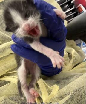 Domestic Short Hair Cats Available for Adoption in Dallas, Texas - BASIL | PetCurious