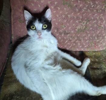 Rescue Tuxedo Cats for Adoption in Brampton, Ontario - Hobo | PetCurious