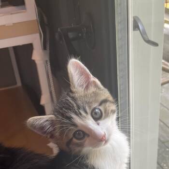 Schmitten -  Domestic Short Hair Cat for Adoption in Stamford, Connecticut - Schmitten | PetCurious