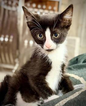 Wiley -  Domestic Short Hair Cat for Adoption in Newnan, Georgia - Wiley | PetCurious