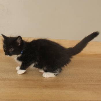 Martin C70896 -  Domestic Medium Hair Cat for Adoption in Minnetonka, Minnesota - Martin C70896 | PetCurious