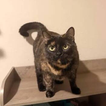 Domestic Short Hair Cats Available for Adoption - Pepper | PetCurious