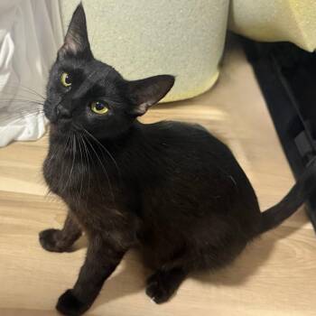 Martha -  Domestic Short Hair Cat for Adoption in Austin, Texas - Martha | PetCurious