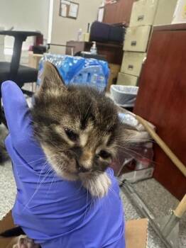 Domestic Short Hair Cats Available for Adoption in Pasadena, Texas - A185245 | PetCurious