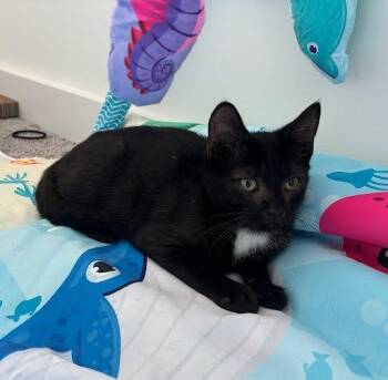 Hershey -  Domestic Short Hair Cat for Adoption in Raleigh, North Carolina - Hershey | PetCurious