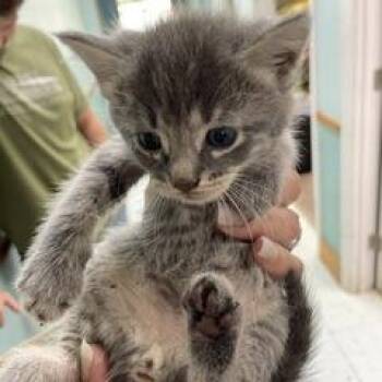 Adam -  Domestic Short Hair Cat for Adoption in Marble, North Carolina - Adam | PetCurious