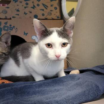 Domestic Short Hair Cats Available for Adoption - Milk | PetCurious