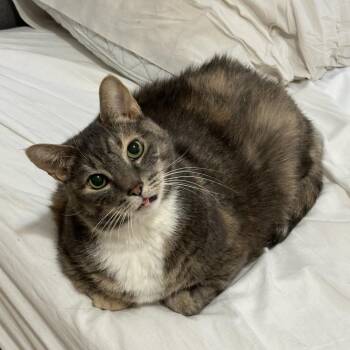 Domestic Short Hair Cats Available for Adoption - Jalapeno Popper | PetCurious