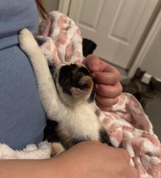 Chai -  Domestic Short Hair Cat for Adoption in Buford, Georgia - Chai | PetCurious