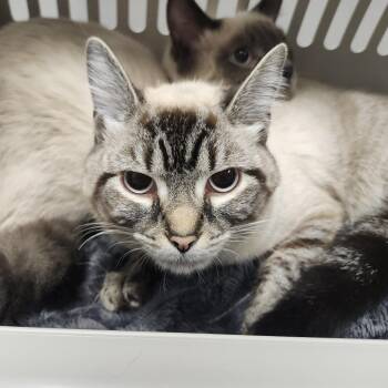 Winter -  Siamese and Domestic Short Hair Cat for Adoption in Tampa, Florida - Winter | PetCurious