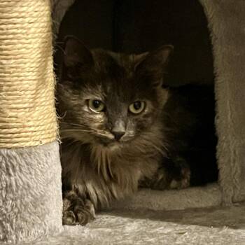 Domestic Long Hair Cats Available for Adoption in Asheville, North Carolina - Dana | PetCurious