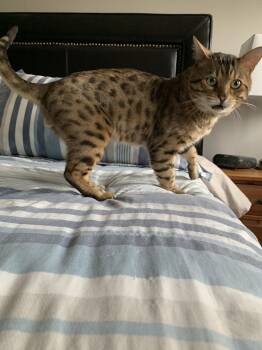 Pickles -  Domestic Short Hair Cat for Adoption in Ottawa, Ontario - Pickles | PetCurious
