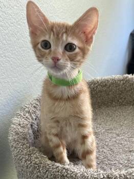 Irwin -  Tabby Cat for Adoption in Plano, Texas - Irwin | PetCurious