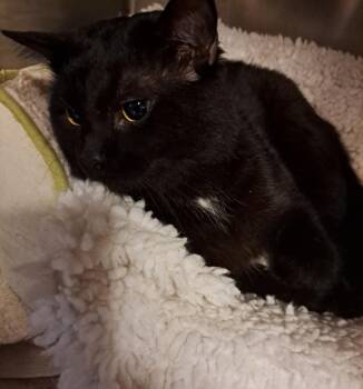 Rescue Domestic Short Hair Cats for Adoption in Palgrave, Ontario - Plum | PetCurious