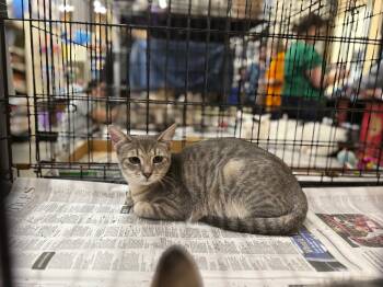 Rescue Domestic Short Hair Cats for Adoption in Camp Hill, Pennsylvania - Diamond | PetCurious