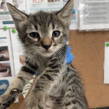 Patrick -  Domestic Short Hair Cat Available for Adoption in Edinburg, Texas - Patrick | PetCurious