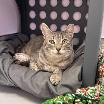 Hopper -  Domestic Short Hair Cat for Adoption in Boston, Massachusetts - Hopper | PetCurious