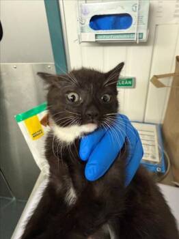 Domestic Short Hair Cats Available for Adoption in Woodland, California - *PLAID | PetCurious