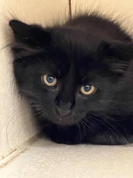 Dragon -  Domestic Short Hair Cat for Adoption in Christiansburg, Virginia - Dragon | PetCurious