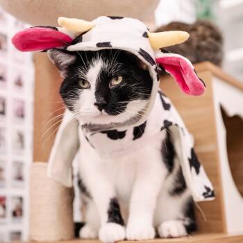 Rescue Domestic Short Hair Cats for Adoption in Fairfax Station, Virginia - Scar | PetCurious