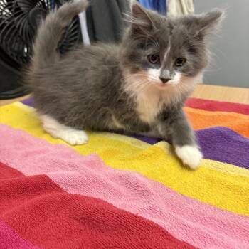 Grace -  Domestic Long Hair Cat for Adoption in Big Rapids, Michigan - Grace | PetCurious