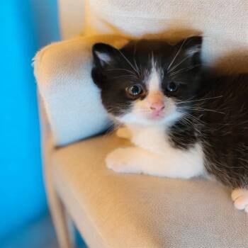 Domestic Short Hair Cats Available for Adoption in South Elgin, Illinois - Floyd | PetCurious