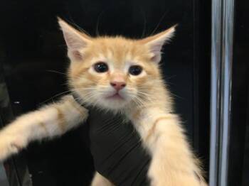 A1919360 -  Domestic Short Hair Cat for Adoption in Thousand Palms, California - A1919360 | PetCurious