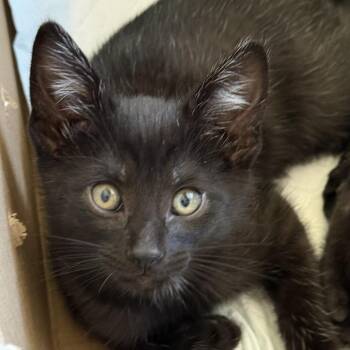 Ziggy Stardust -  Domestic Short Hair Cat Available for Adoption in Fresno, California - Ziggy Stardust | PetCurious