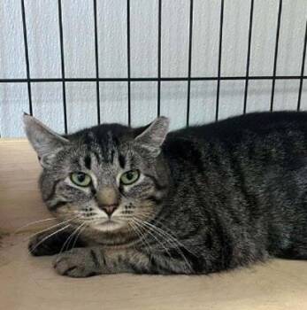 Briar -  Domestic Short Hair Cat for Adoption in Courtenay, British Columbia - Briar | PetCurious