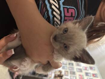 Arial -  Siamese Cat for Adoption in Randolph, Alabama - Arial | PetCurious