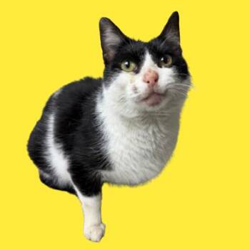 Domestic Short Hair Cats Available for Adoption in Tuscaloosa, Alabama - Cruella | PetCurious