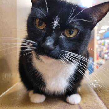 Steir -  Domestic Short Hair Cat for Adoption in Mokena, Illinois - Steir | PetCurious