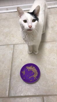 Rescue Domestic Short Hair and Turkish Van Cats for Adoption in Cary, North Carolina - Driver Poof | PetCurious