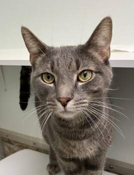 Corndog -  Domestic Short Hair Cat for Adoption in Dublin, Ohio - Corndog | PetCurious