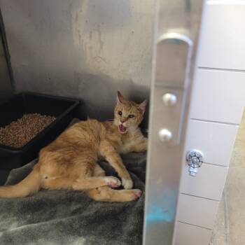 Rescue Domestic Short Hair Cats for Adoption in Bossier City, Louisiana - Mac | PetCurious