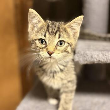 Levi -  Domestic Short Hair Cat for Adoption in Austintown, Ohio - Levi | PetCurious