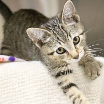 Brad -  Domestic Short Hair Cat for Adoption in Pasadena, California - Brad | PetCurious