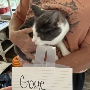 Grumpy/Gage -  American Shorthair Cat for Adoption in Pittsburgh, Pennsylvania - Grumpy/Gage | PetCurious