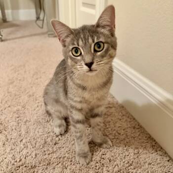Sprite (bonded to Pachenga) -  Domestic Short Hair Cat for Adoption in Austin, Texas - Sprite (bonded To Pachenga) | PetCurious