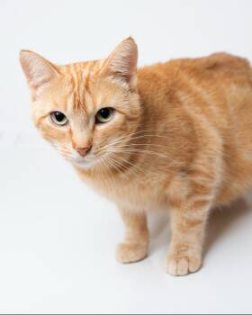 Stardust -  Domestic Short Hair Cat for Adoption in Boone, Iowa - Stardust | PetCurious