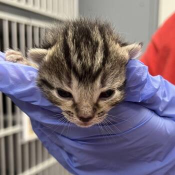 Domestic Short Hair Cats Available for Adoption - Groot | PetCurious