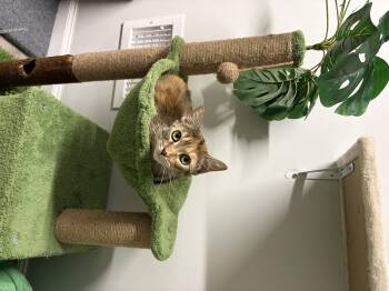 Beryl -  Domestic Short Hair Cat for Adoption in North Haledon, New Jersey - Beryl | PetCurious
