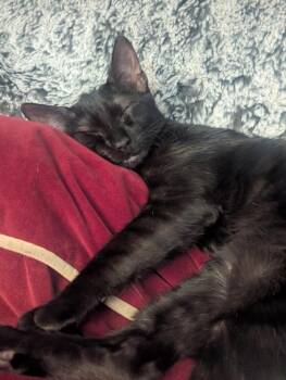 Fuji -  Domestic Short Hair Cat for Adoption in Hampton, Virginia - Fuji | PetCurious