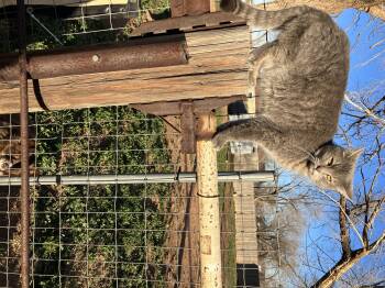 Rescue Tabby Cats for Adoption in Snyder, Texas - Cedar | PetCurious