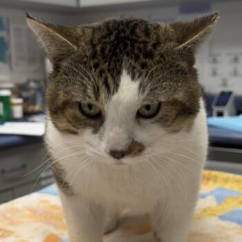 Domestic Short Hair Cats Available for Adoption - Chino | PetCurious