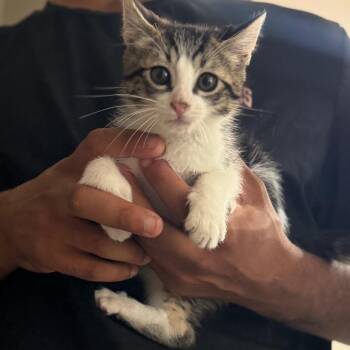 Beavis -  Domestic Short Hair Cat for Adoption in Buffalo, Minnesota - Beavis | PetCurious